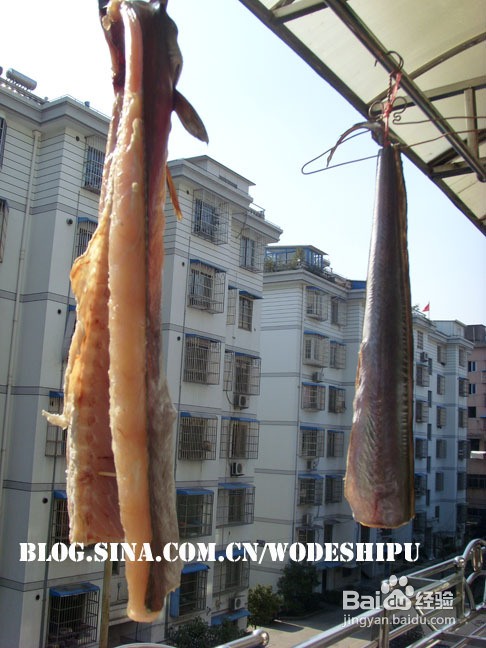 晒鳗鱼干的诀窍【大海鳗晒干咯】