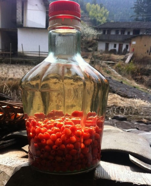 红豆杉果子泡酒的方法