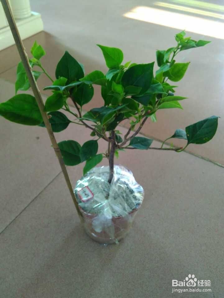 三伏天买月季苗,留意一点效果杠杠的