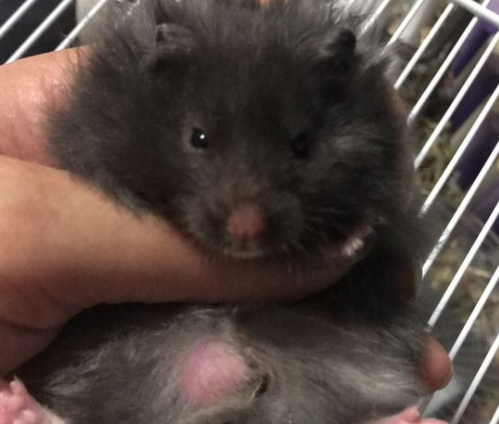 黑色金丝熊长大会变色吗