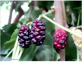 女人吃什么滋阴补肾