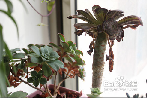 三伏天，损失惨重