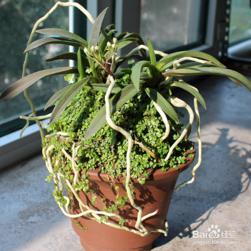 风兰的培育方法和注意事项