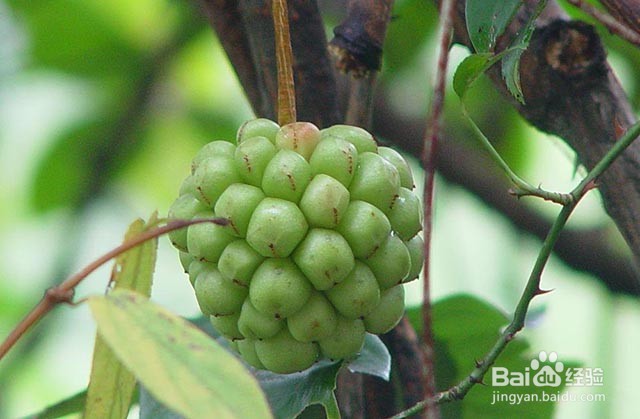 种植五味子的栽培管理要点