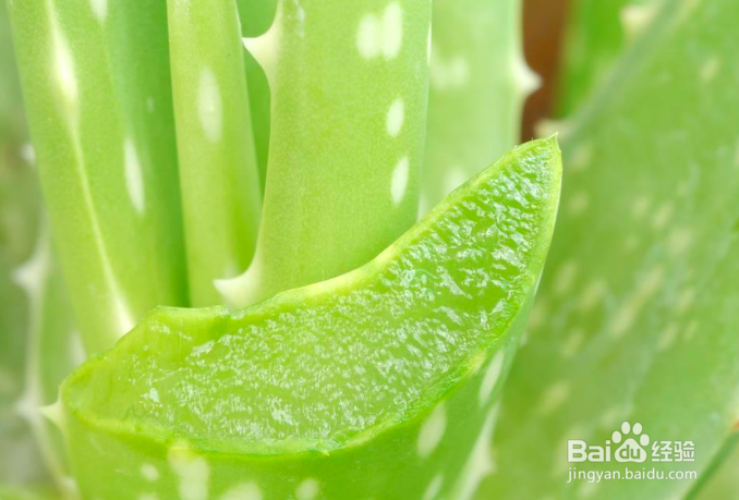 油炸芦荟做法大全