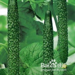 餐厅厨房蔬菜如何贮存