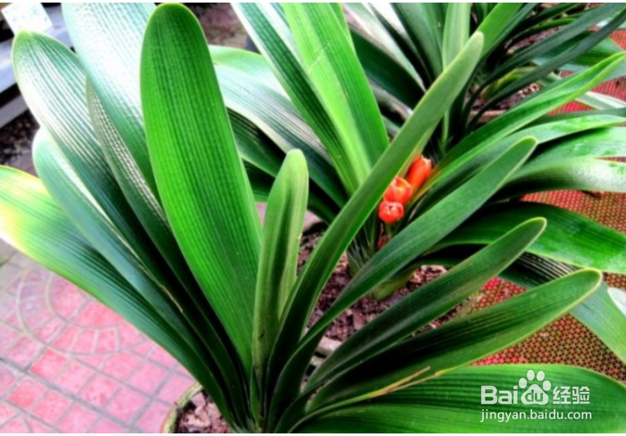 君子兰冬天怎么养才能安全过冬