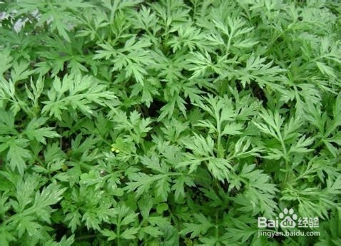 怎样用我们身边即有的物品治疗伤风着凉和上火？