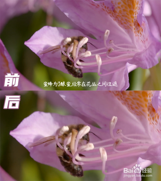 视频去字幕软件哪个好？