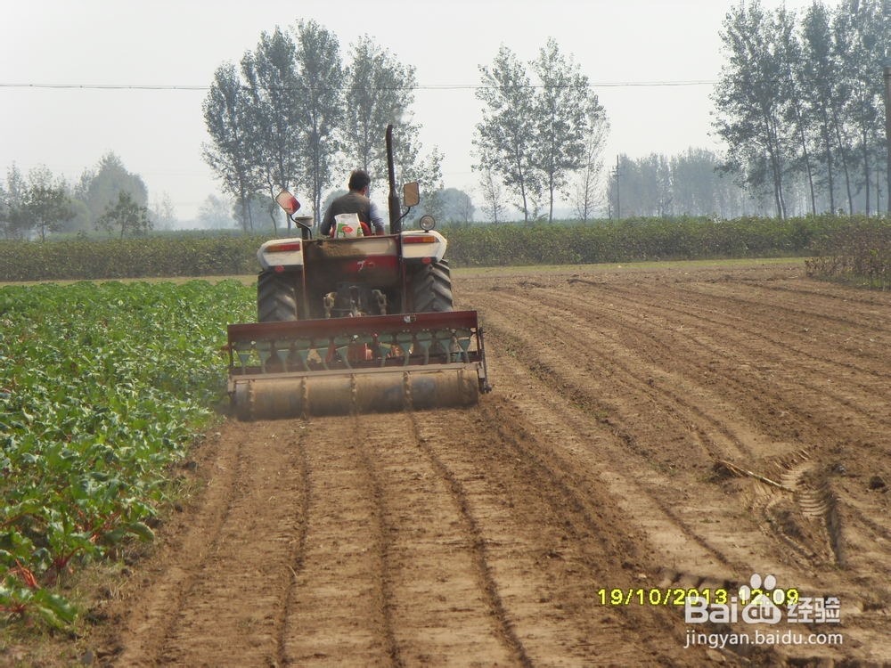 小麦的种植技术