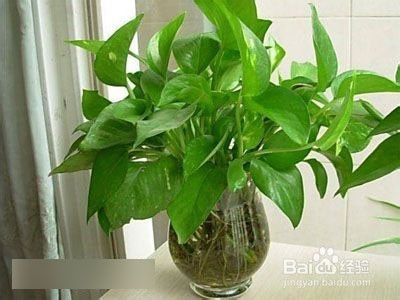 如何让卫生间芳香四溢