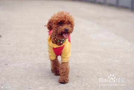 如何选择宠物美容学校