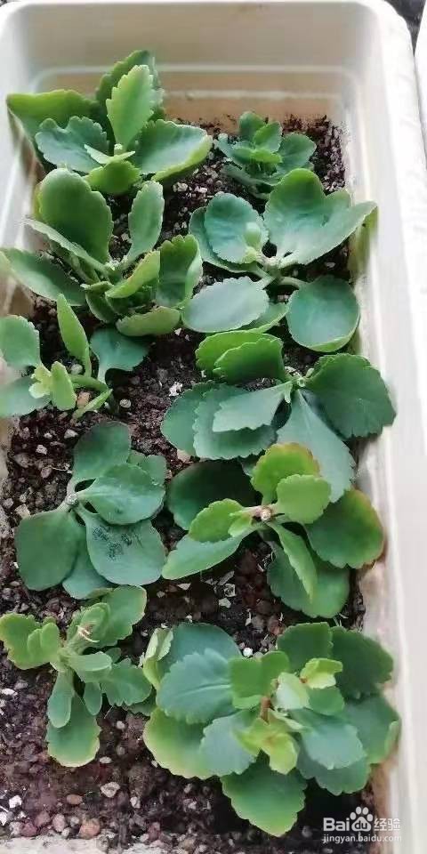 3种花太好养，沾土就活，特能长，养一次就上瘾