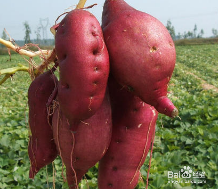 地瓜怎么种植方法如下