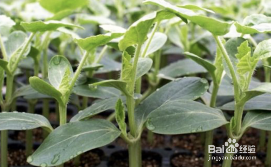 西瓜籽怎么种植西瓜