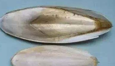 墨鱼中间白色骨怎么吃