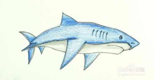 如何画鲨鱼