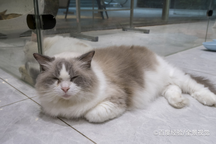 如何制止猫钻沙发底