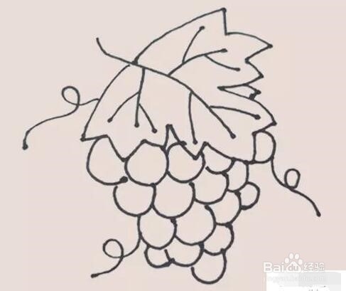 伴儿成长简笔画系列-怎样画葡萄简笔画