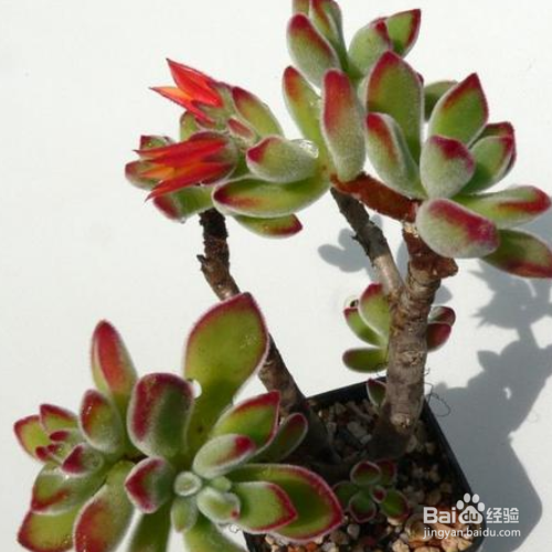 锦晃星叶子发黄、软怎么办?