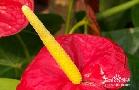 火鹤花和红掌区别是什么