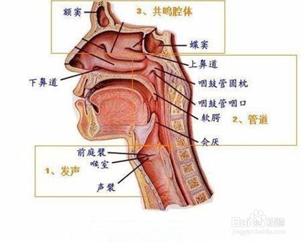 声乐演唱中如何产生共鸣并进行自我支配调整