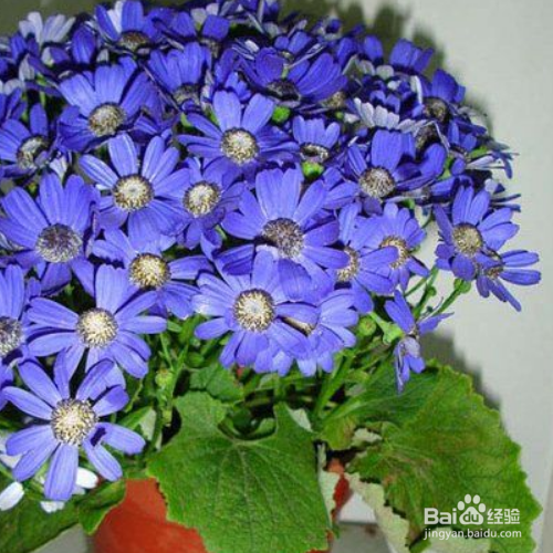 瓜叶菊有毒吗？