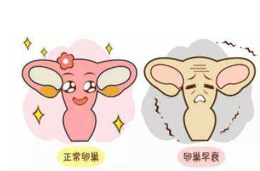 揭秘保养卵巢吃什么食物最好