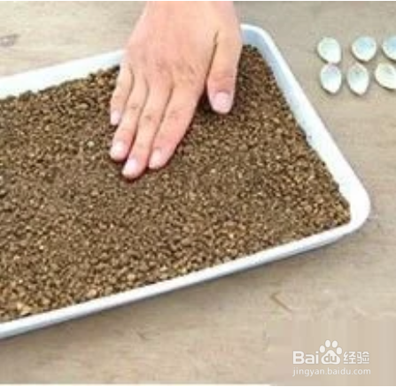 冬天多肉叶片扦插方法