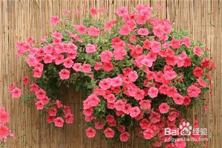 适合夏天养的花