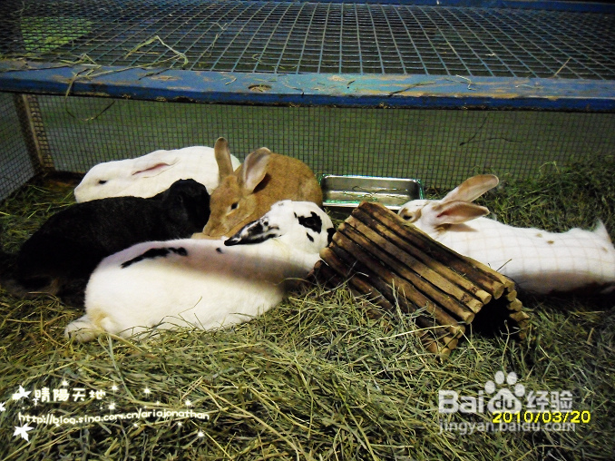 拾海的孩子&亲亲小动物(组图)