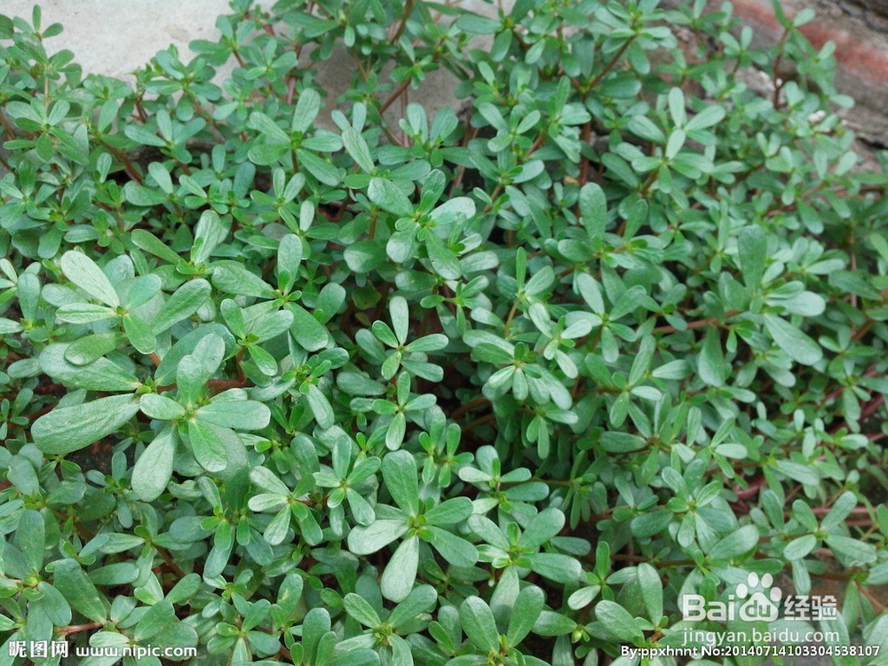 绿色纯天然打败讨厌的痱子