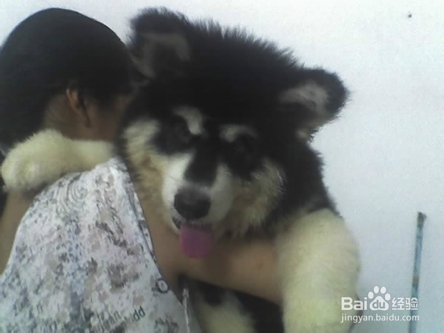 你想知道怎么护理与饲养刚刚抱到家的幼犬吗？？