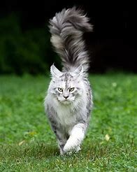 缅因猫好不好养#校园分享#