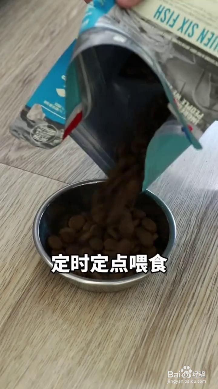如何正确的饲养狗狗？