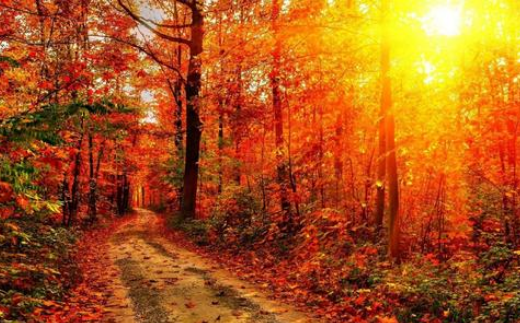 小朋友你喜欢秋天吗为什么跟同学说一说吧