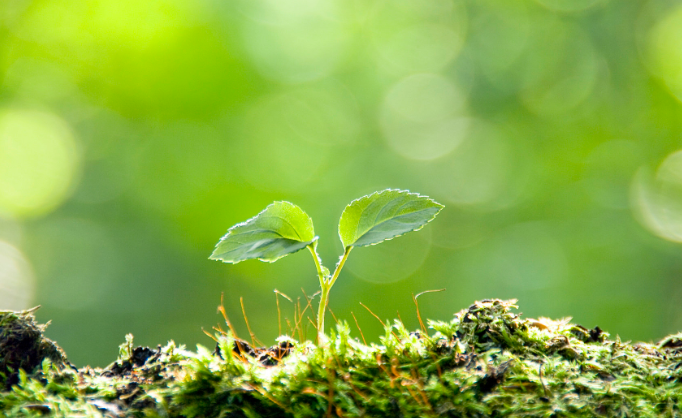 排比句六年级上册有哪些