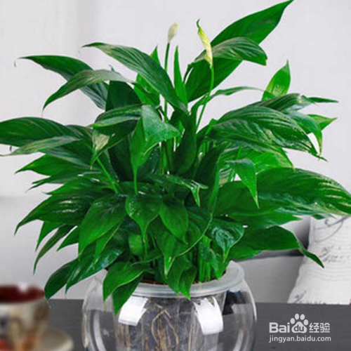 缓解一帆风顺花叶下垂的小技巧有哪些?