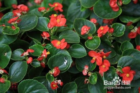 四季海棠家庭养殖注意事项