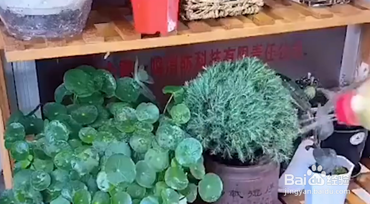 如何自制植物驱虫液？