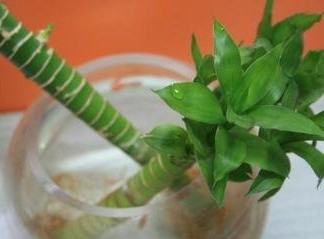 富贵竹如何养护？