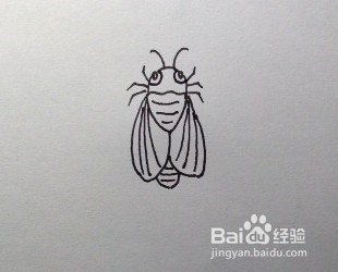 简笔画:怎么画苍蝇