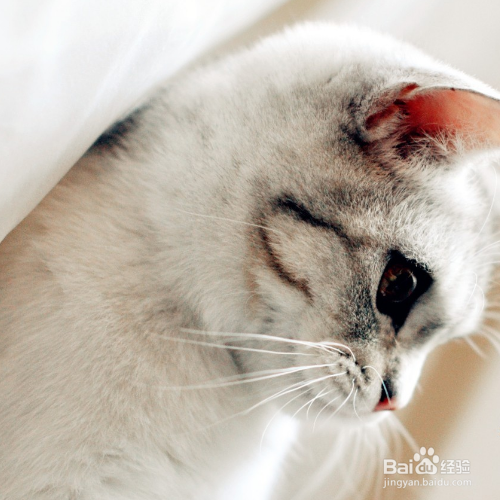 管住很皮的猫咪有哪些方法