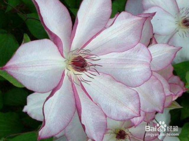 铁线莲用什么办法可以养殖好？