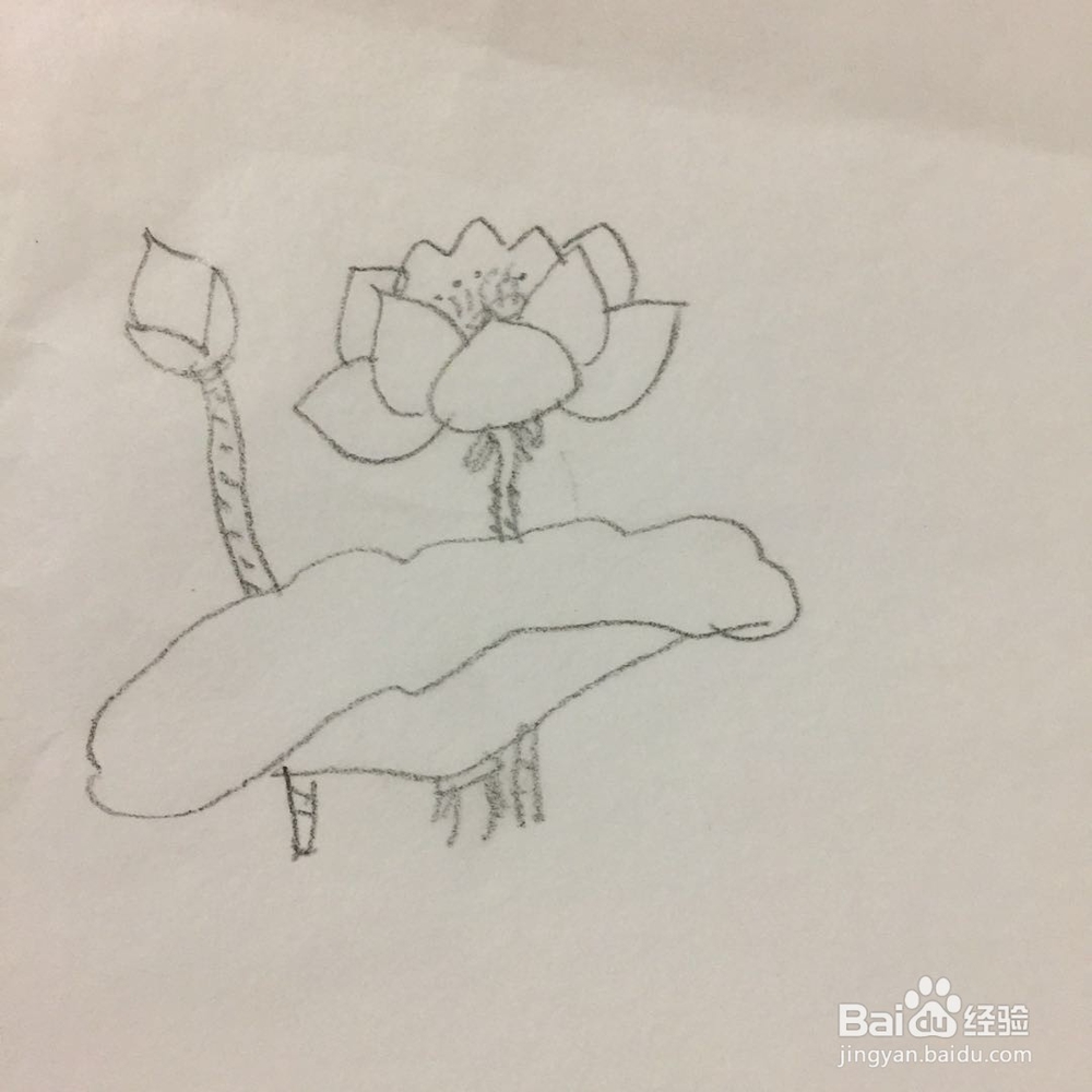 如何画出荷花