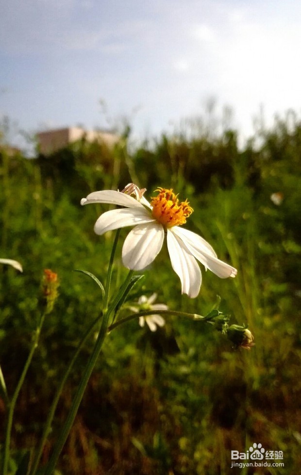玩转手机微距摄影 的技巧有哪些