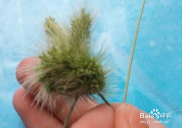 用狗尾巴草怎么编东西