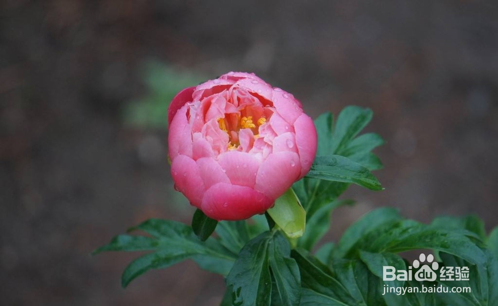 芍药花期管理和日常管理