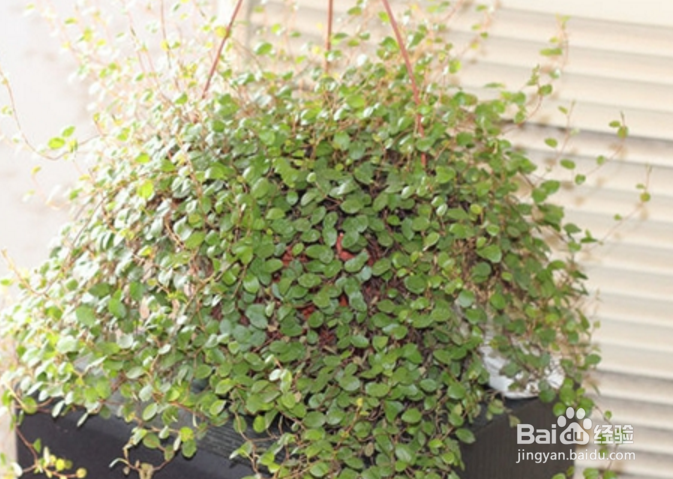 千叶吊兰怎么养