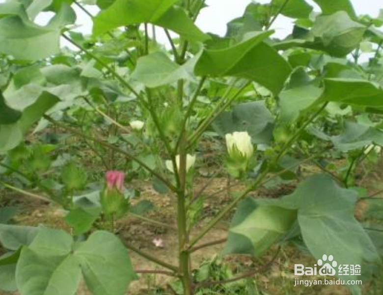 棉花妈妈是怎样传播种子的